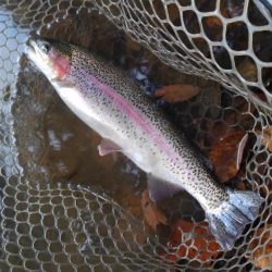 大安トラウトレイク 釣果